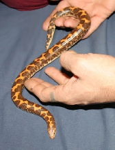 my new 05 kenyan sand boa